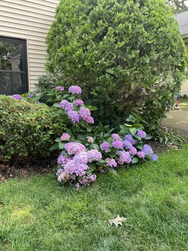 Local yard maintenance for outdoor upgrades in Jackson Township, NJ by JC Lawns