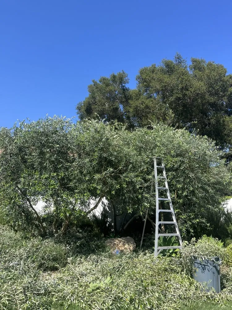 Expert residential landscaping experts serving Lompoc, CA - JC Mejia Landscaping and Maintenance