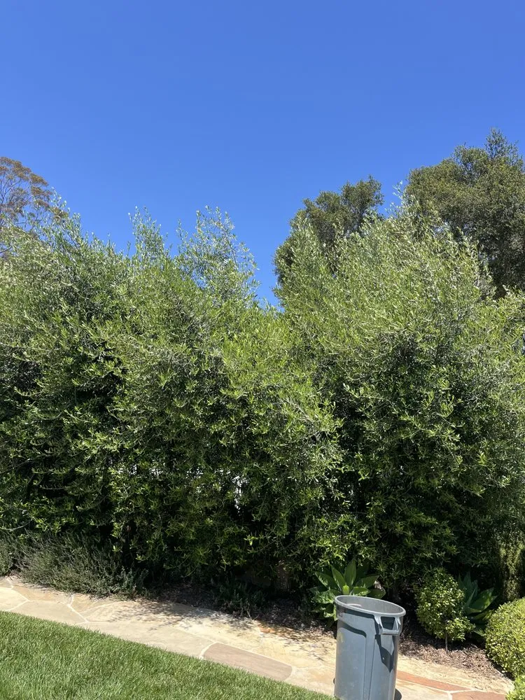 Trusted outdoor landscaping with custom design across Lompoc, CA - JC Mejia Landscaping and Maintenance