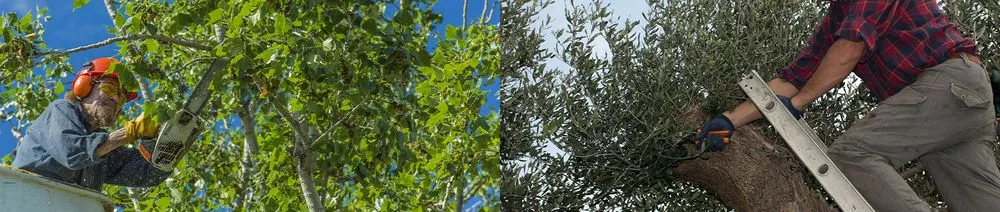 Top-rated yard cleanup service for residential properties in Kent, WA by JC Nelson Lawn Service