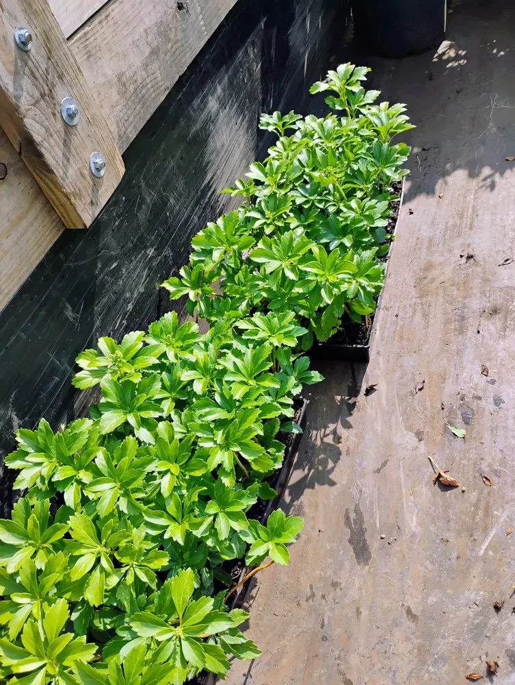 Professional landscape design near you in Louisville, KY by JC Revival Landscaping