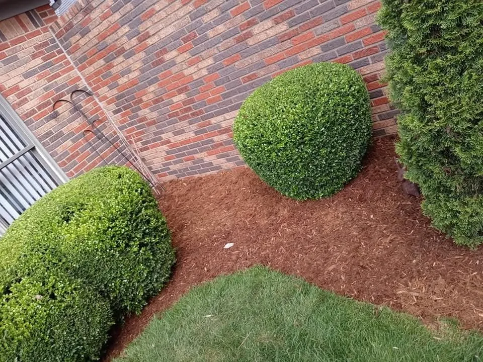 Professional lawn care service in Louisville, KY by JC Revival Landscaping
