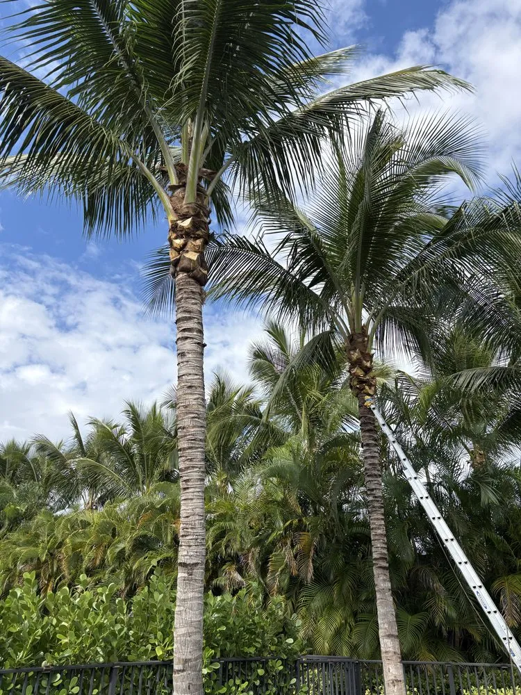 Custom landscaping services for beautiful yards across Boca Raton, FL - J&C Santos Landscaping