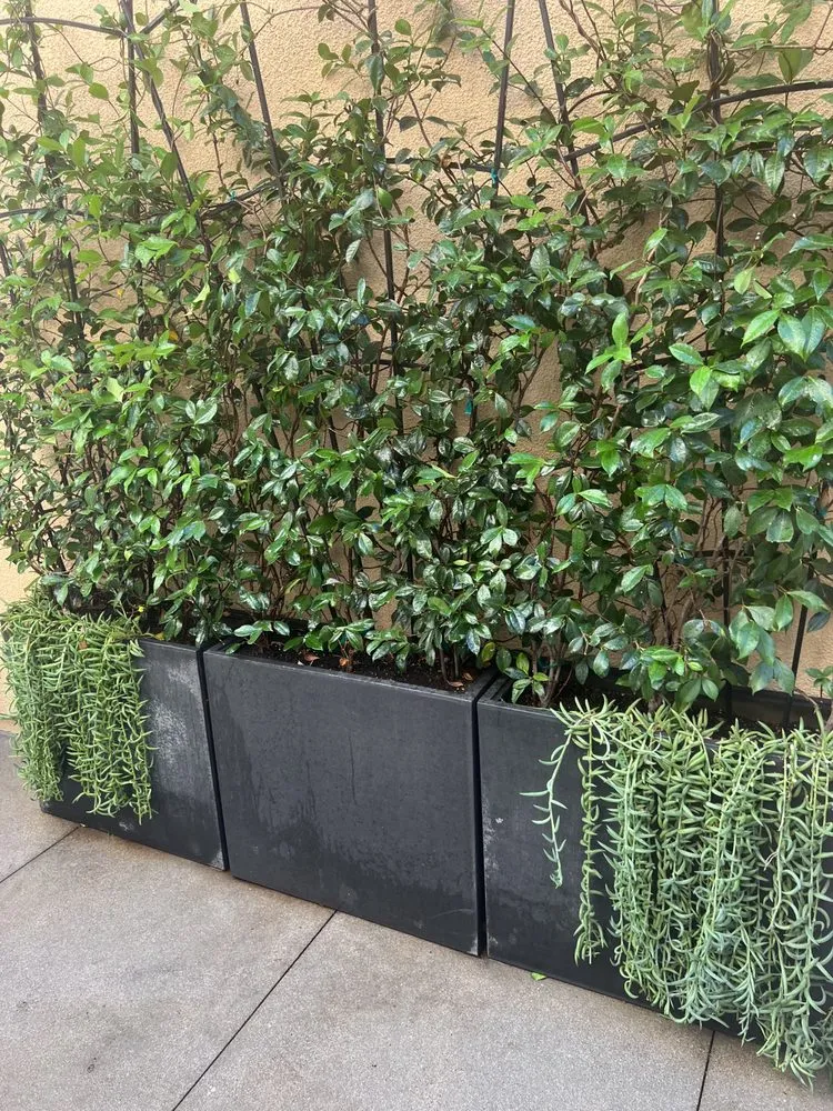 Professional landscape installation near you in Laguna Hills, CA by JC Scape