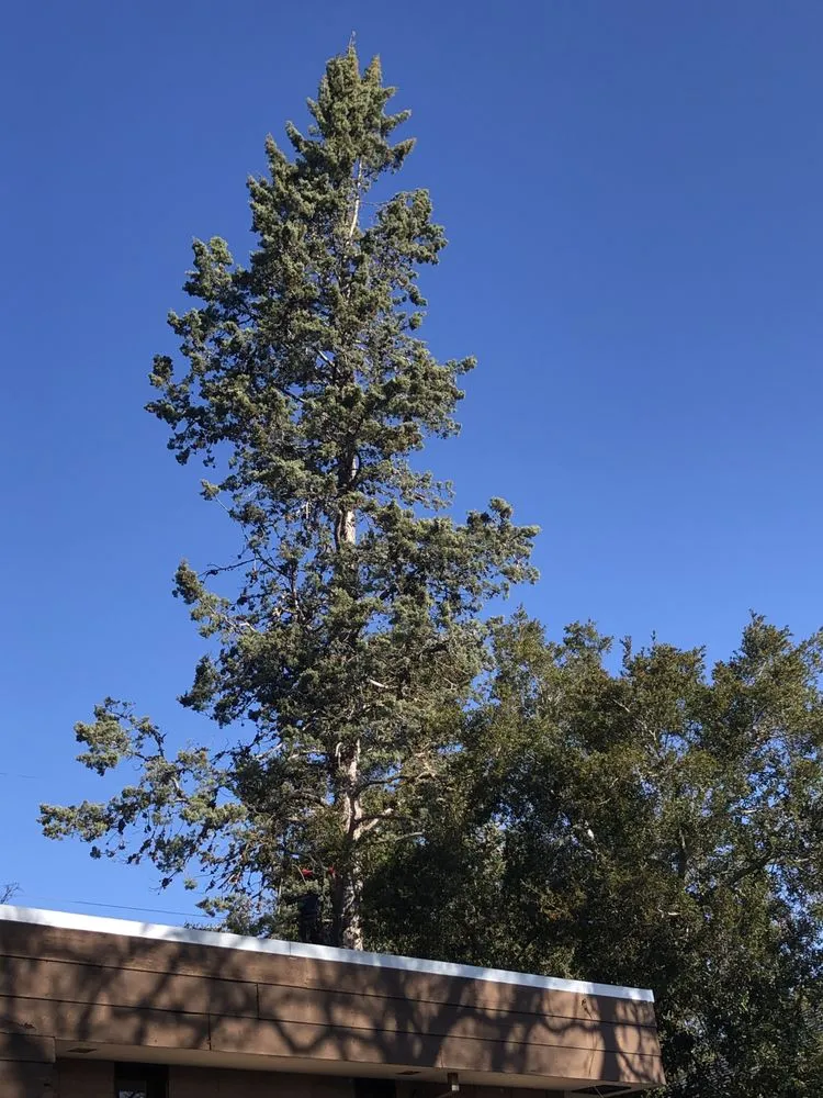 Professional landscaping services for year-round maintenance in Redwood City, CA by JC Tree Care & Landscape