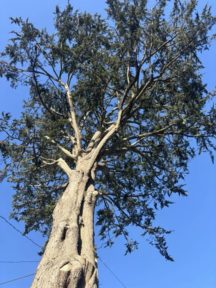 Custom outdoor landscaping experts serving Redwood City, CA - JC Tree Care & Landscape