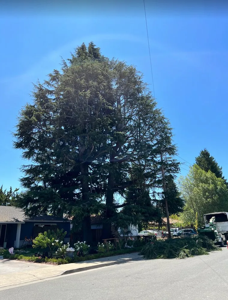 Top-rated outdoor landscaping in Redwood City, CA - JC Tree Care & Landscape