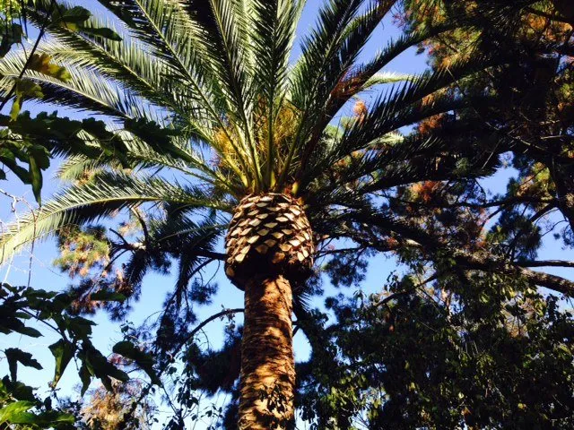 Custom landscaping services for residential properties in Redwood City, CA by JC Tree Care & Landscape