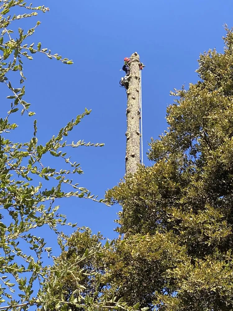 Expert landscape installation in Redwood City, CA by JC Tree Care & Landscape