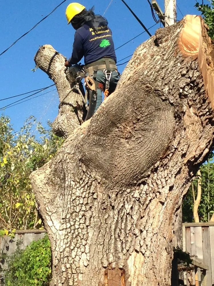 Affordable yard cleanup service in Redwood City, CA - JC Tree Care & Landscape