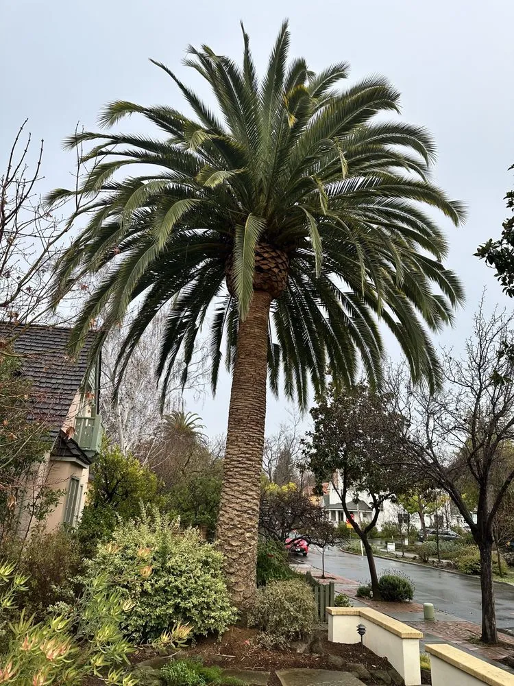 Professional outdoor landscaping in Redwood City, CA - JC Tree Care & Landscape