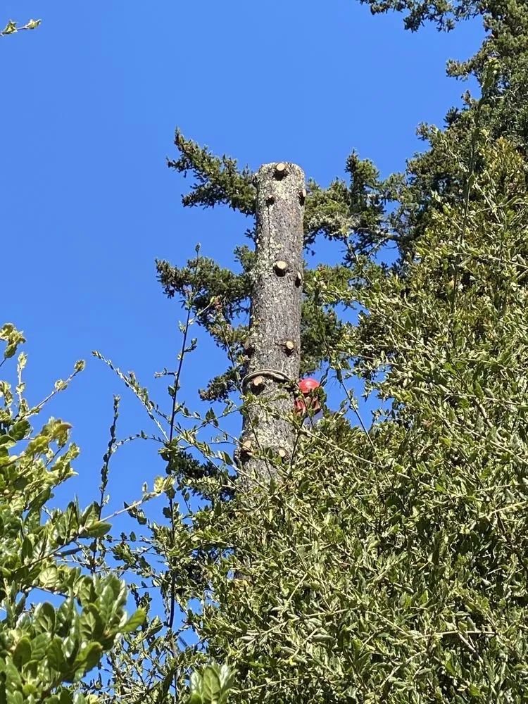 Top-rated landscape installation for homes across Redwood City, CA - JC Tree Care & Landscape