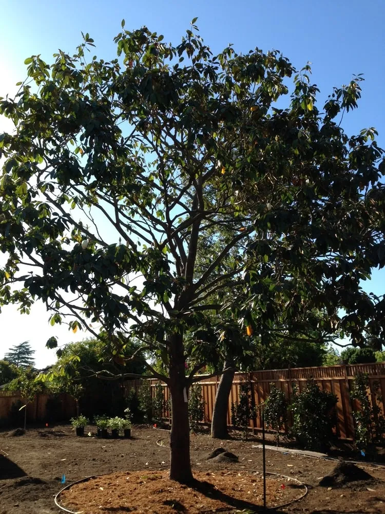 Custom landscaping services near you across Redwood City, CA - JC Tree Care & Landscape