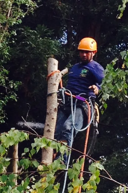 Trusted yard cleanup service in Redwood City, CA - JC Tree Care & Landscape