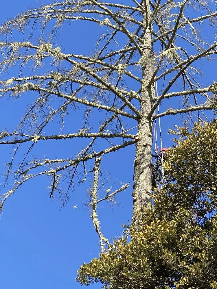 Trusted lawn care service experts serving Redwood City, CA - JC Tree Care & Landscape