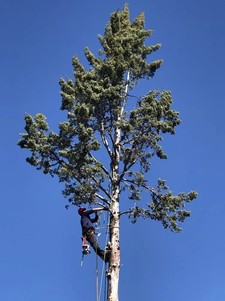 Local garden landscaping for beautiful yards in Redwood City, CA by JC Tree Care & Landscape