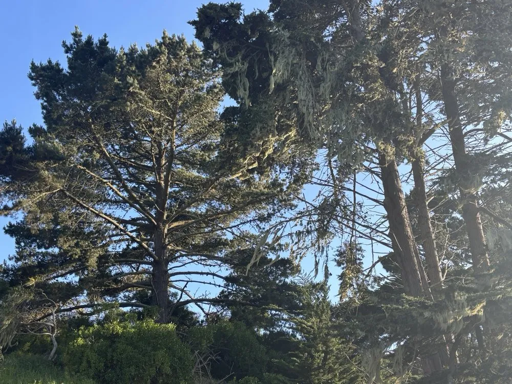 Top-rated yard cleanup service in Redwood City, CA - JC Tree Care & Landscape