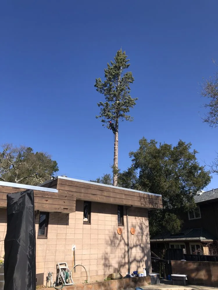 Trusted lawn care service in Redwood City, CA by JC Tree Care & Landscape