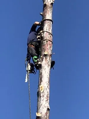 JC Tree Care & Landscape Logo