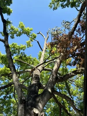 Jc Tree Service & Landscape Logo