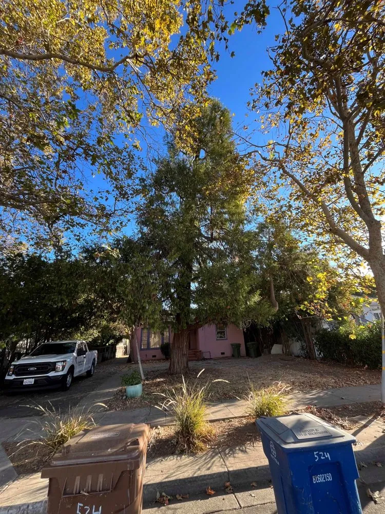 Trusted lawn care service in Brentwood, CA by JC Tree Service