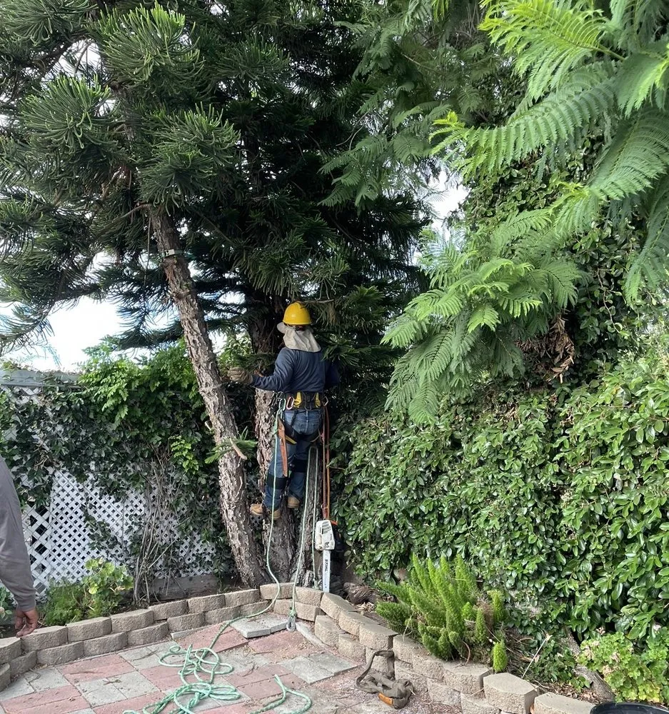 Top-rated landscape installation for residential properties in Brentwood, CA by JC Tree Service