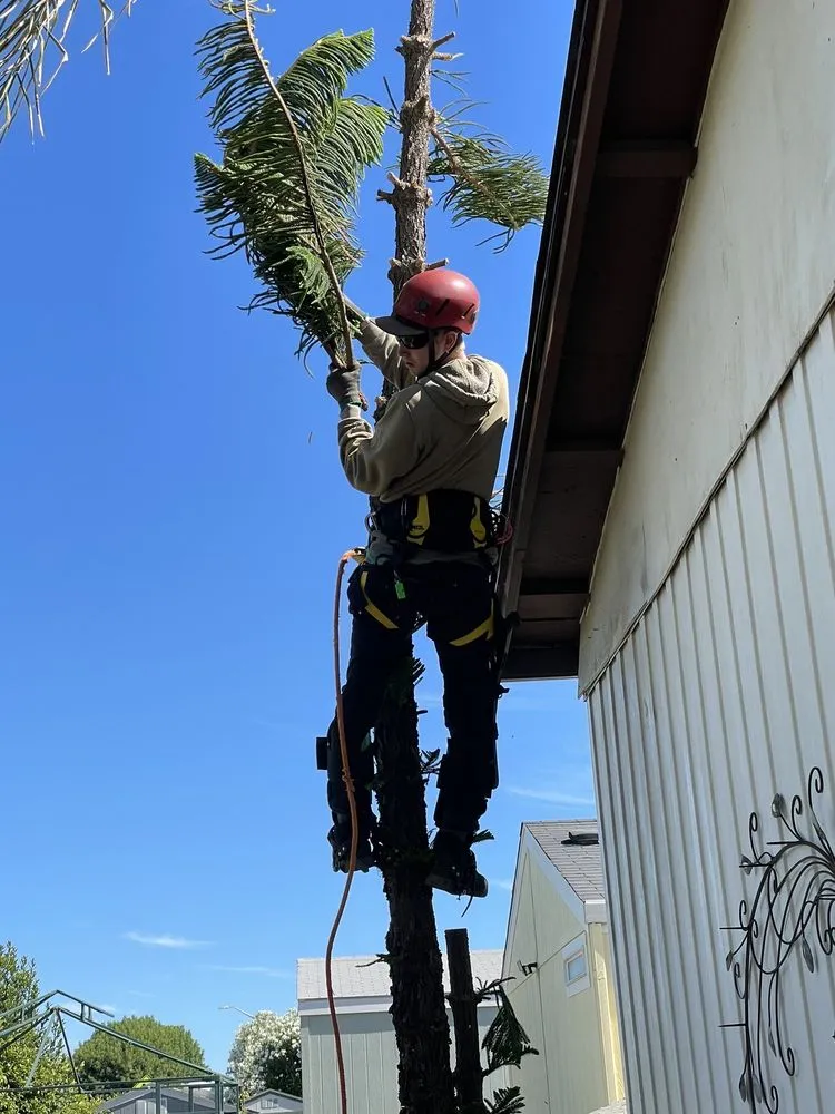 Trusted landscape installation in Brentwood, CA by JC Tree Service