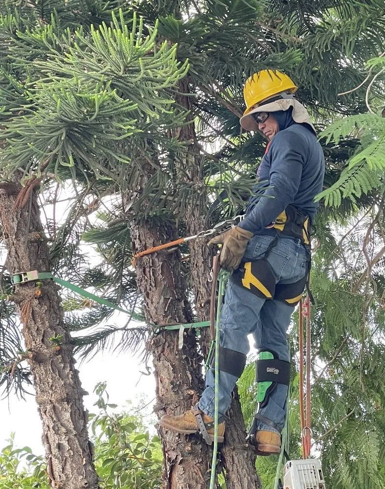 Custom landscape installation in Brentwood, CA - JC Tree Service