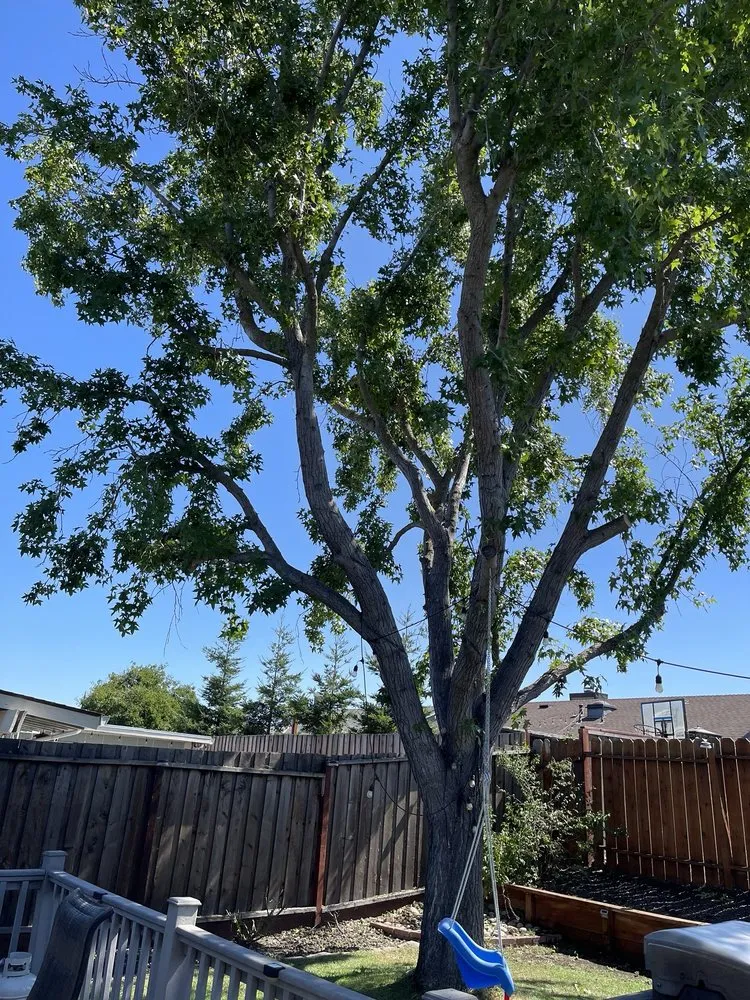 Professional garden landscaping in Brentwood, CA - JC Tree Service