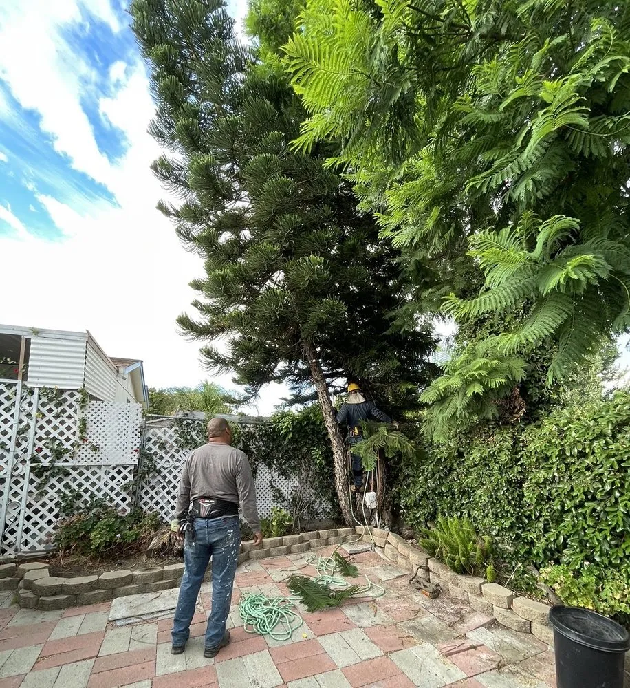 Trusted residential landscaping in Brentwood, CA by JC Tree Service