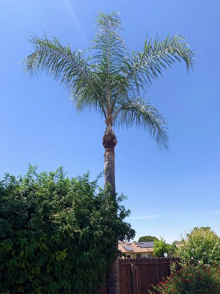 Reliable lawn mowing service in Brentwood, CA by JC Tree Service