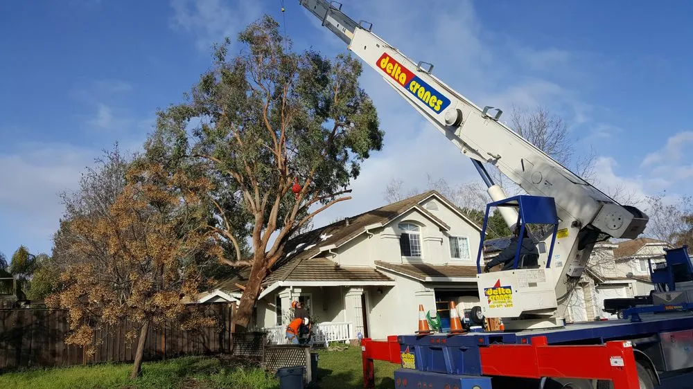 Reliable landscaping services in Brentwood, CA by JC Tree Service