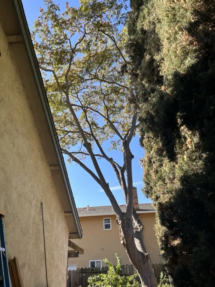 Affordable lawn mowing service in Brentwood, CA - JC Tree Service