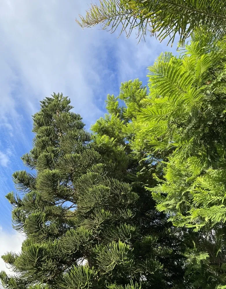 Reliable yard maintenance with custom design in Brentwood, CA by JC Tree Service