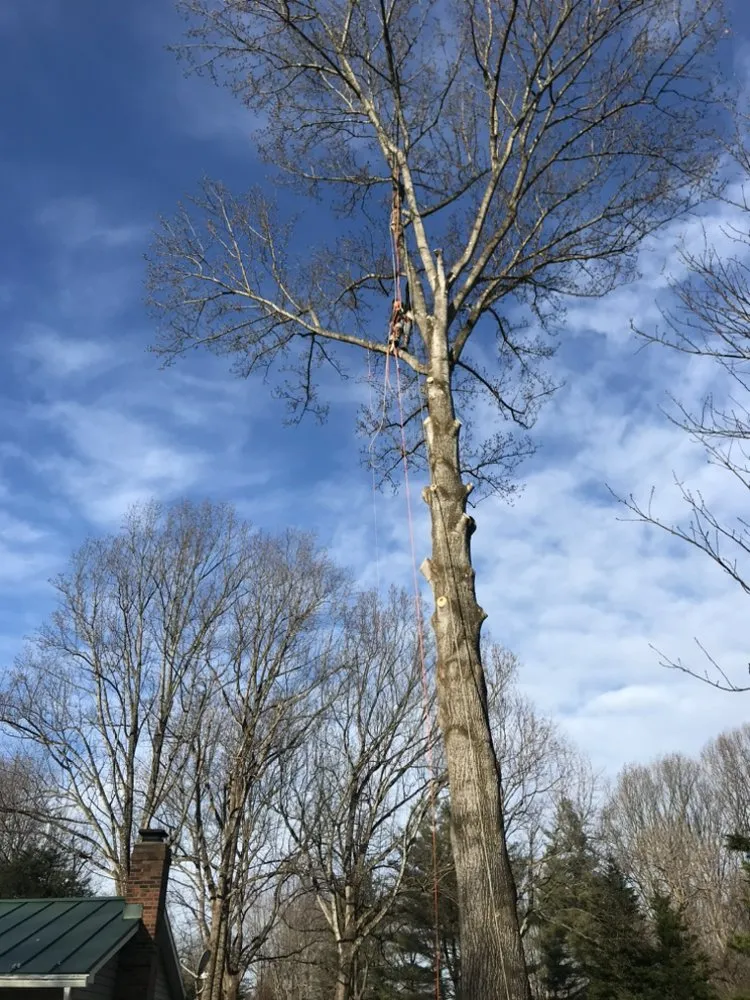 Professional outdoor landscaping for homes in Bealeton, VA by JC Tree Services and Landscaping