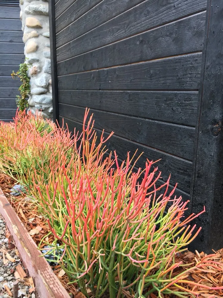 Affordable yard cleanup service experts serving Los Angeles, CA - Jca landcare