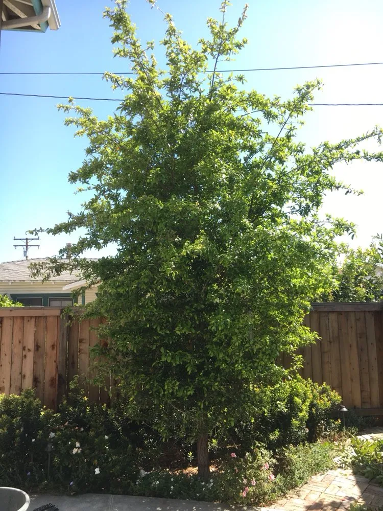 Local garden landscaping experts serving Los Angeles, CA - Jca landcare