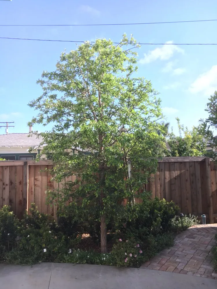 Professional garden landscaping in Los Angeles, CA by Jca landcare