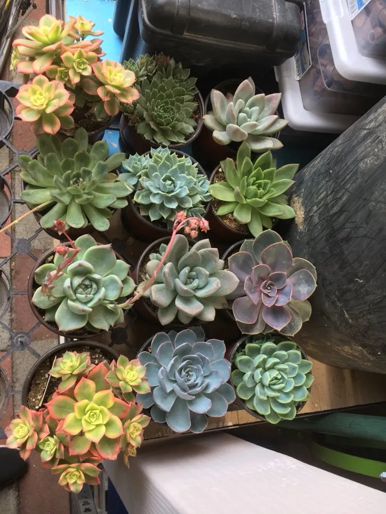 Trusted yard cleanup service for year-round maintenance across Los Angeles, CA - Jca landcare