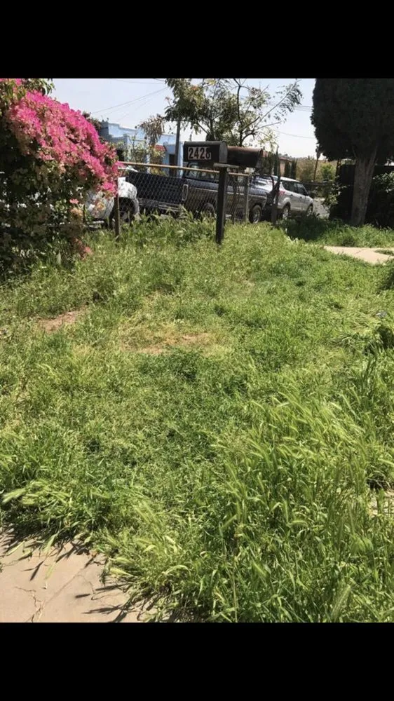 Local landscape installation in Los Angeles, CA by Jca landcare