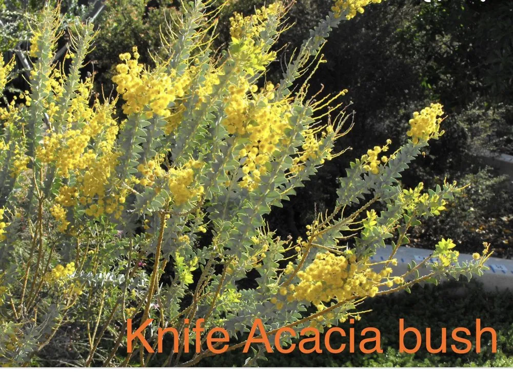 Trusted outdoor landscaping with custom design in San Diego, CA by JCB Landscape Maintenance & Irrigation