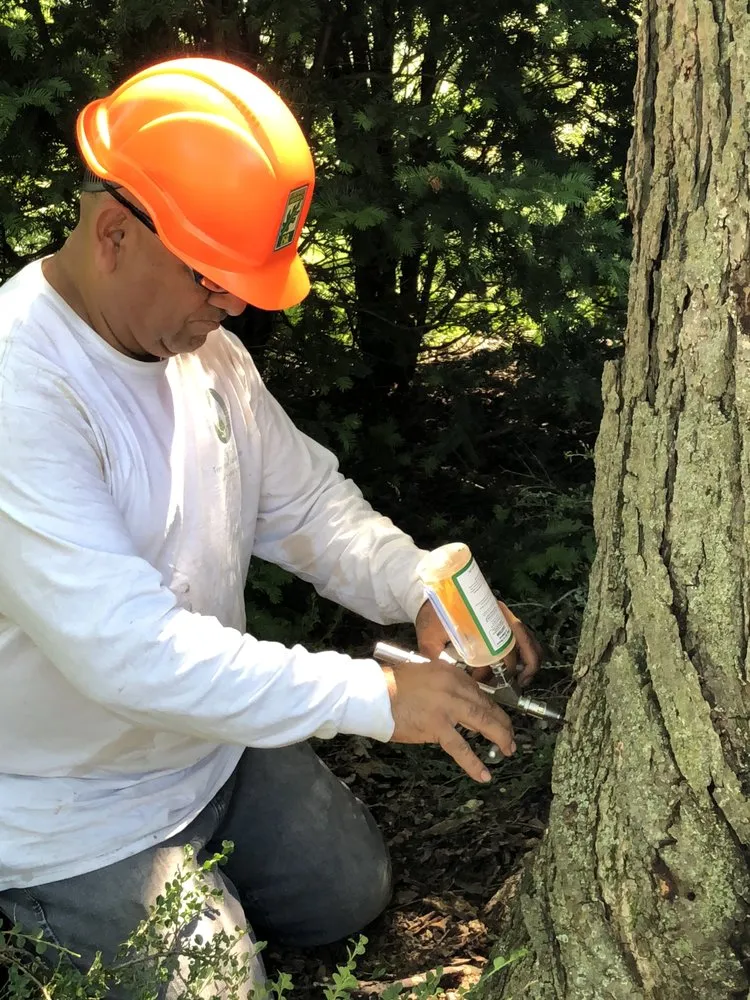 Trusted yard cleanup service experts serving Waukegan, IL - Jcca Tree and Lawn