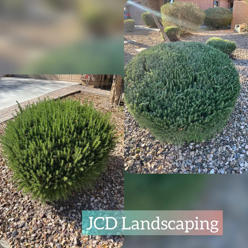 Custom yard cleanup service in Buckeye, AZ by JCD Landscaping