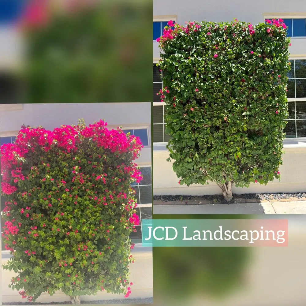 Local residential landscaping for year-round maintenance in Buckeye, AZ by JCD Landscaping