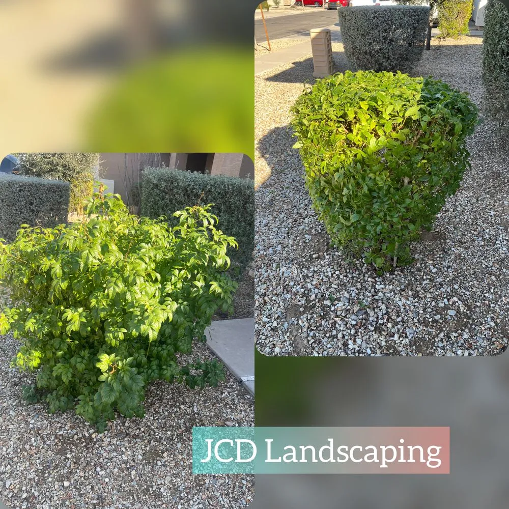 Trusted landscaping services for homes across Buckeye, AZ - JCD Landscaping
