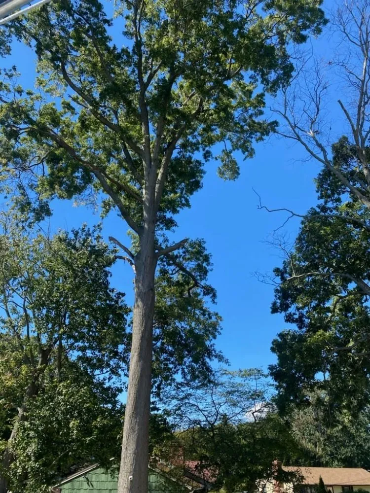 Trusted landscaping services experts serving Norwalk, CT - JCD Tree service & Landscaping