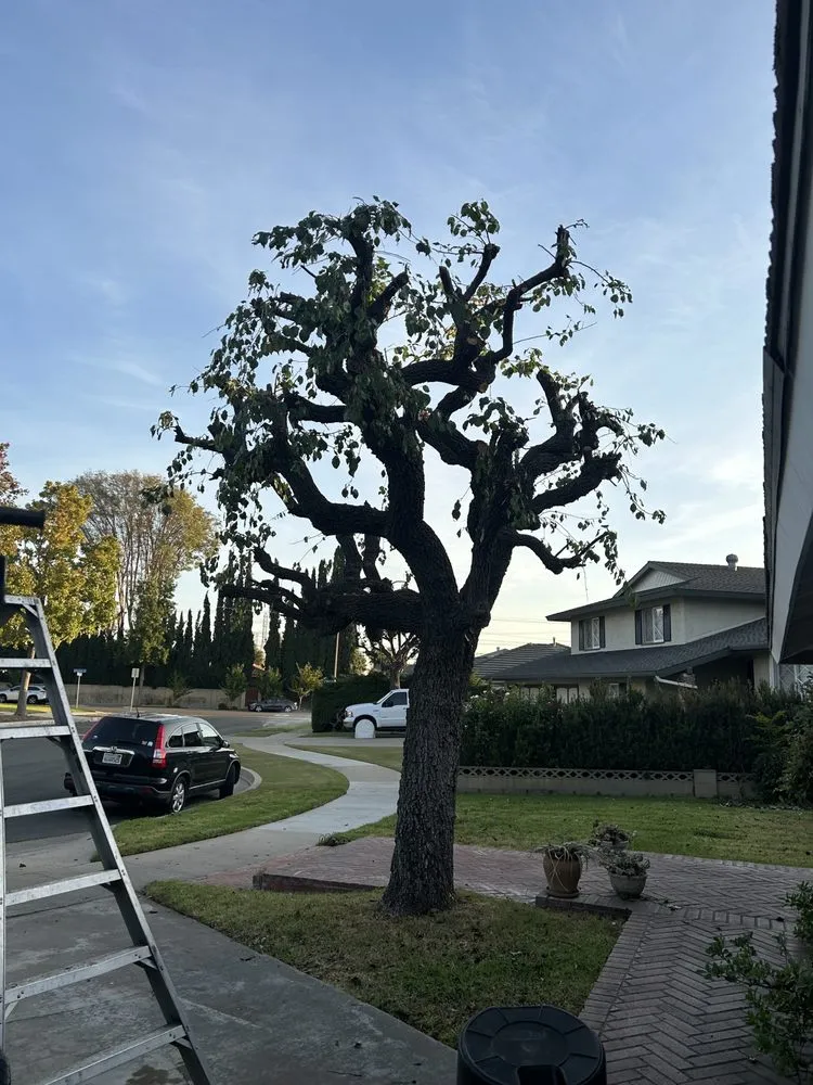 Affordable garden landscaping in Santa Ana, CA by J.C.Gardening Services