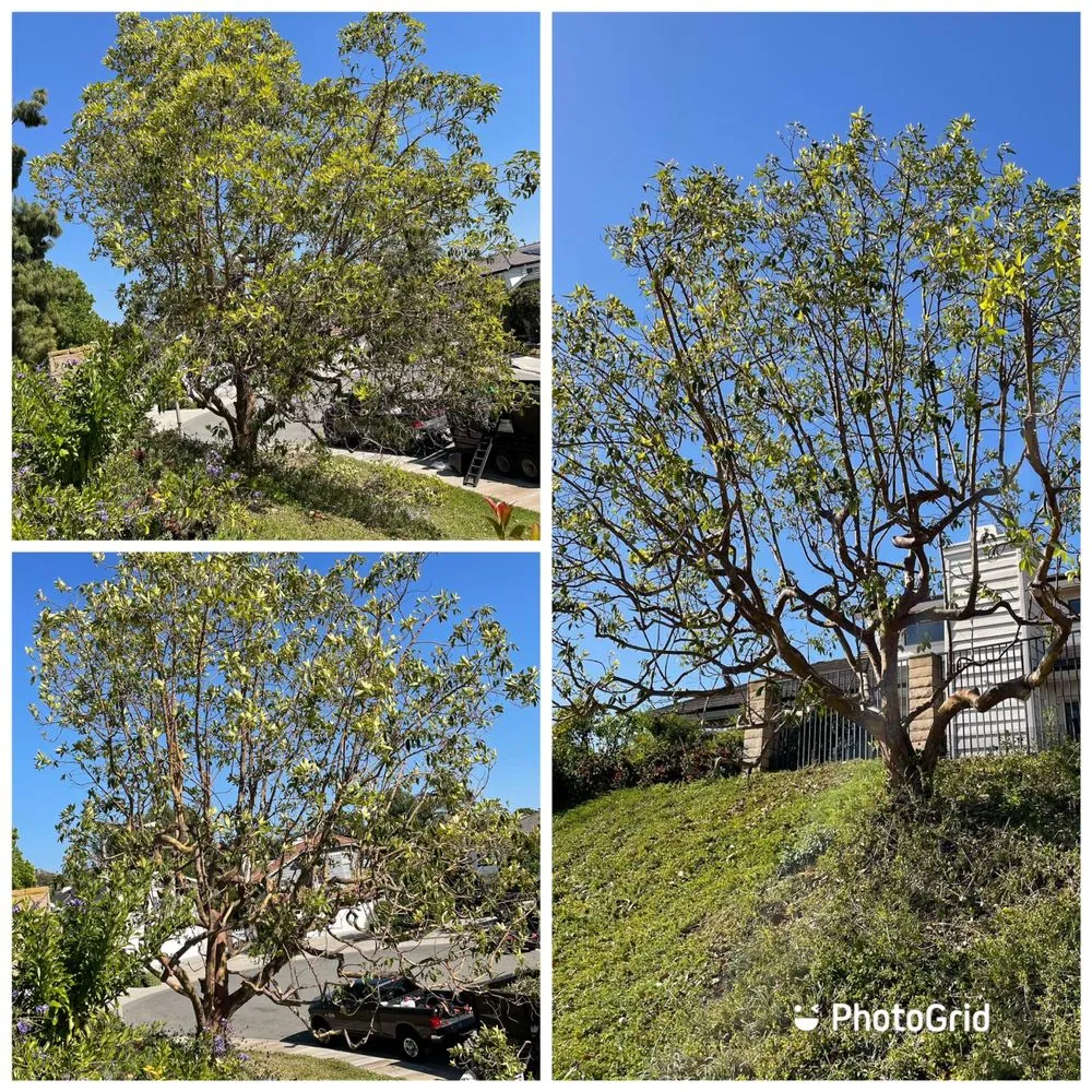 Professional lawn care service for year-round maintenance in Santa Ana, CA by J.C.Gardening Services