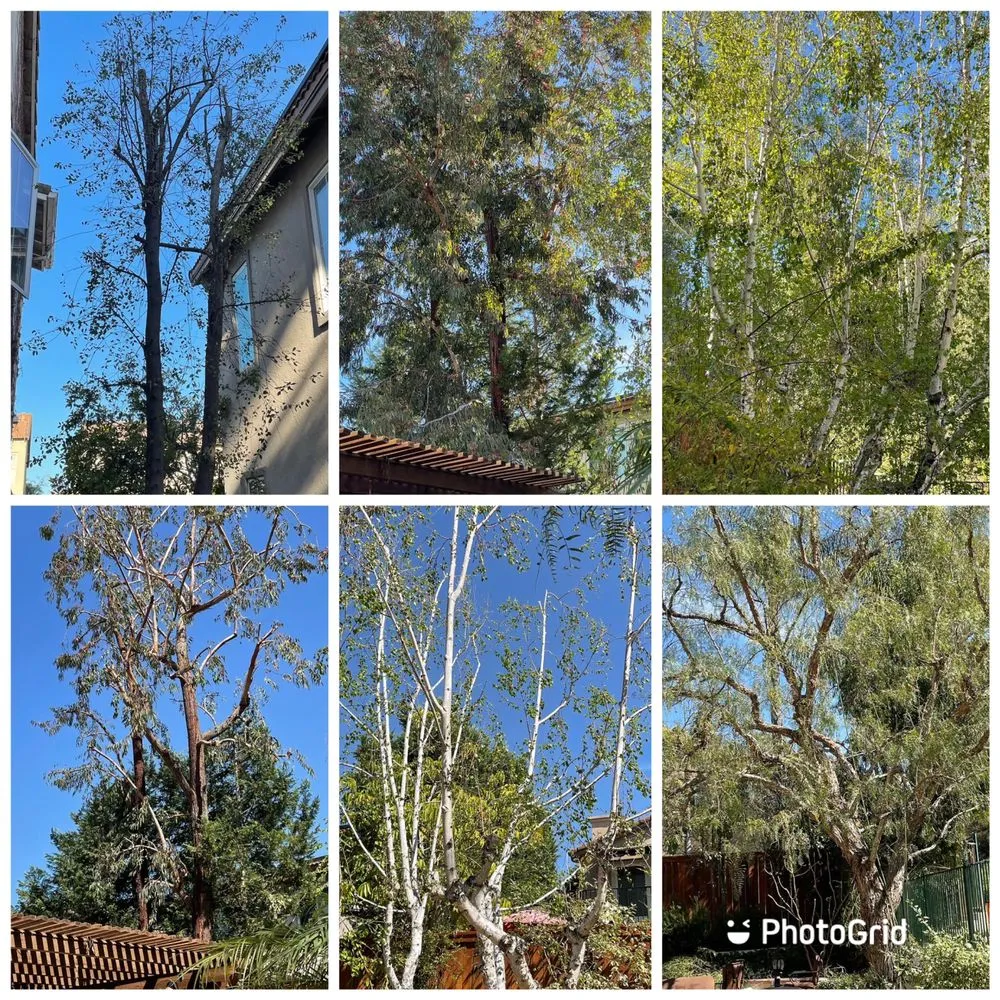 Local garden landscaping for year-round maintenance across Santa Ana, CA - J.C.Gardening Services