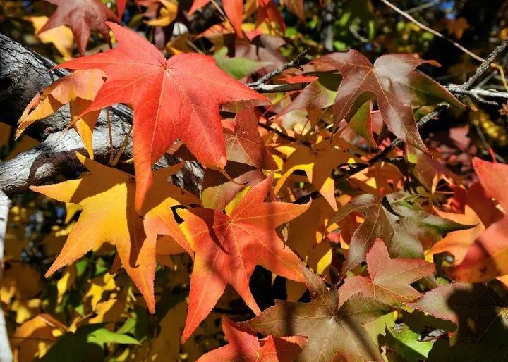 Affordable lawn care service for homes across Monroe, GA - JCL Turfpro and Landscape